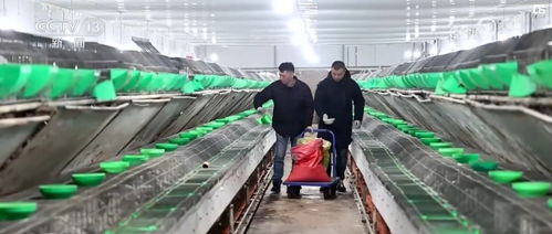 科技賦能創(chuàng)意農(nóng)業(yè) 衍生農(nóng)產(chǎn)品開(kāi)發(fā)助力鄉(xiāng)村振興新畫(huà)卷